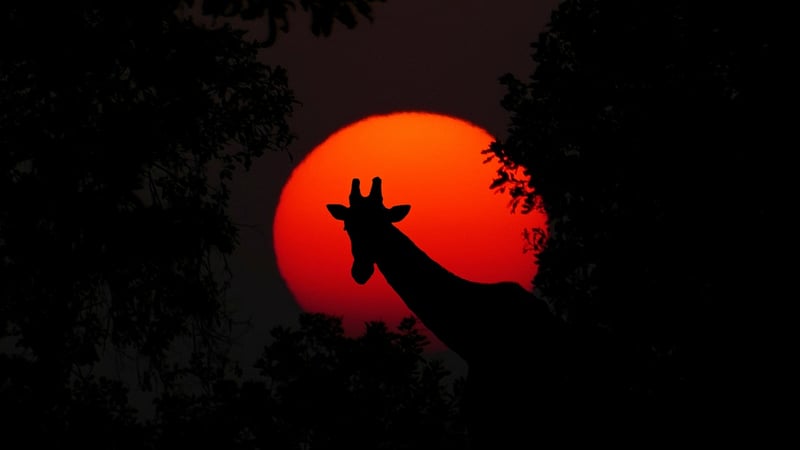 Safari Adventures